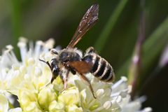 Andrena astragali