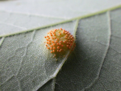 Puccinia sparganioidis