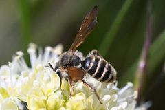 Andrena astragali