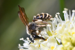 Andrena astragali