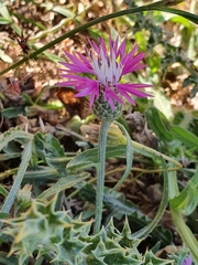 Centaurea napifolia
