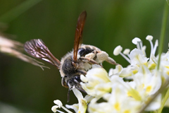 Andrena astragali