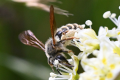 Andrena astragali