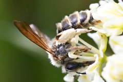 Andrena astragali