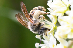 Andrena astragali