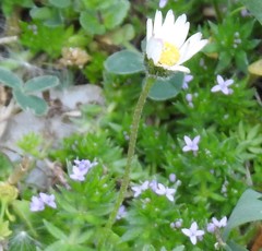 Bellis perennis