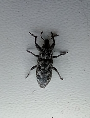 Cyphocleonus dealbatus