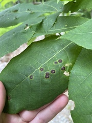 Phylloxera foveola