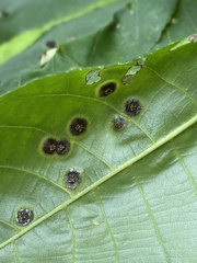 Phylloxera foveola