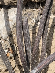 Peniocereus striatus