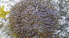 Xanthoparmelia delisei