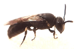 Hylaeus communis