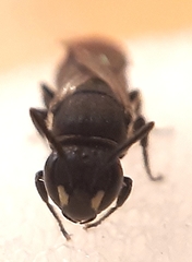 Hylaeus communis