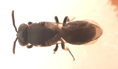 Hylaeus communis