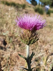 Carduus macrocephalus