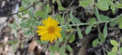 Heterotheca mucronata