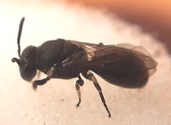 Hylaeus communis