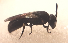 Hylaeus communis