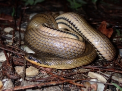 Liodytes rigida deltae