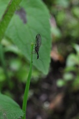 Phaeostigma
