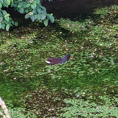 Gallinula chloropus