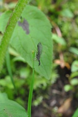 Phaeostigma