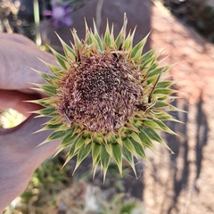 Carduus macrocephalus
