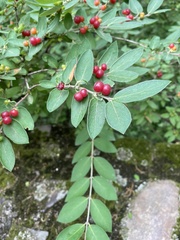 Lonicera