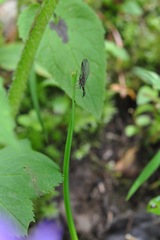 Phaeostigma