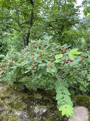 Lonicera