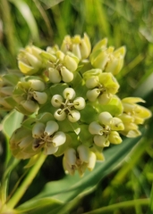 Asclepias meadii