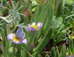 Icaricia icarioides parapheres