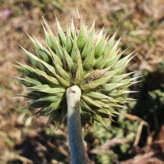Carduus macrocephalus