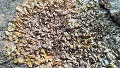 Xanthoparmelia delisei