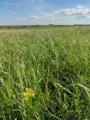 Asclepias meadii