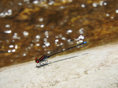 Argia cuprea