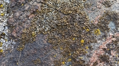 Xanthoparmelia delisei