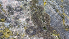 Xanthoparmelia delisei