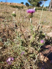 Carduus macrocephalus