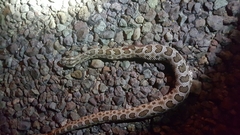 Sistrurus tergeminus