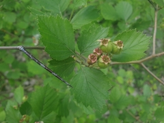 Crataegus chrysocarpa chrysocarpa