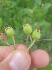 Crataegus chrysocarpa chrysocarpa