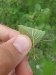 Crataegus chrysocarpa chrysocarpa