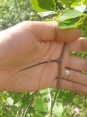 Crataegus chrysocarpa chrysocarpa