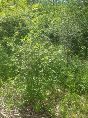 Crataegus chrysocarpa chrysocarpa