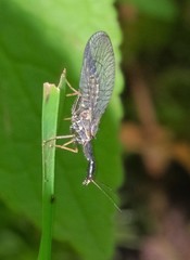 Phaeostigma