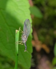 Phaeostigma