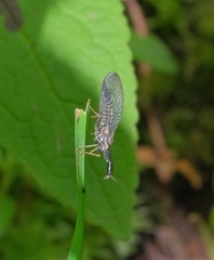 Phaeostigma