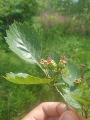 Crataegus chrysocarpa chrysocarpa