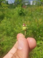 Crataegus chrysocarpa chrysocarpa